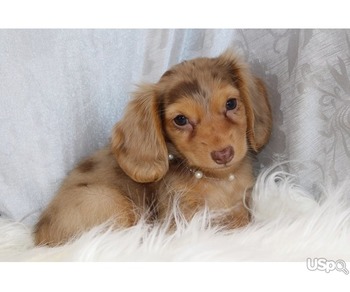 Mini Dachshund Puppies for Sale