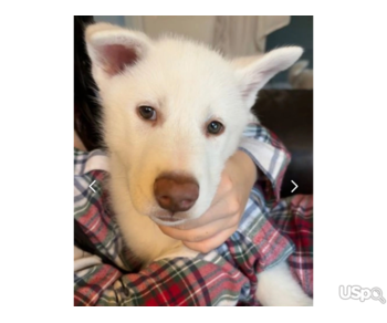 Cute male and female Siberian husky puppies