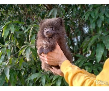 Rare Blue Teddy Bear Pomeranian Puppy Female