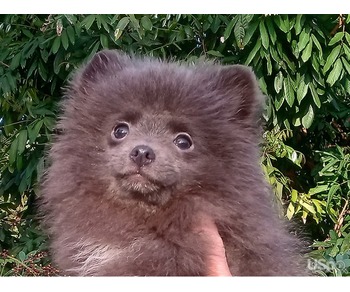 Rare Blue Teddy Bear Pomeranian Puppy Female