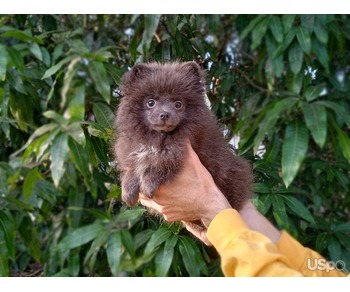 Rare Blue Teddy Bear Pomeranian Puppy Female