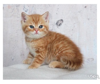 Gold British Shorthair Kittens for sale