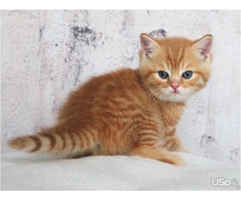 Gold British Shorthair Kittens for sale