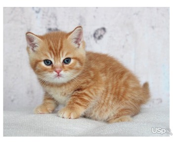 Gold British Shorthair Kittens for sale