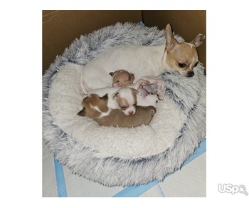 Beautiful chihuahua puppies for sale