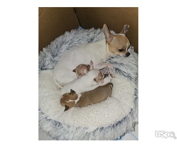 Beautiful chihuahua puppies for sale