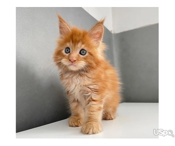 Maine Coon Kitten For Adoption