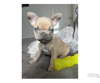 Pure French bulldog puppy boy for sale