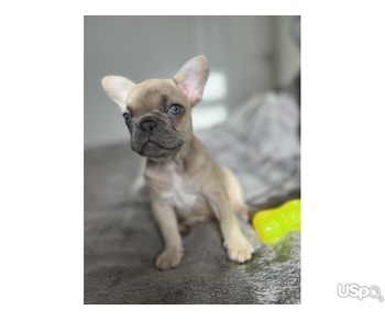 Pure French bulldog puppy boy for sale