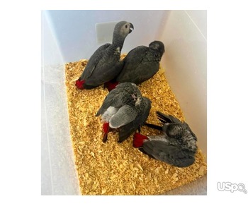 Gorgeous African Grey parrots Ready