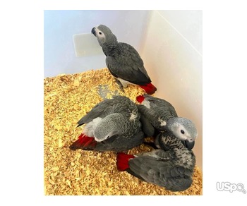 Gorgeous African Grey parrots Ready