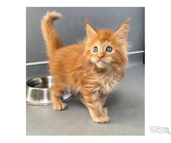 Maine Coon Kitten For Adoption