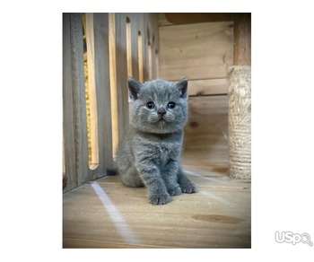 British Shorthair Kittens