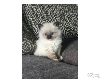 Adorable 10-Week-Old Ragdoll Kitten – Loving & Playful