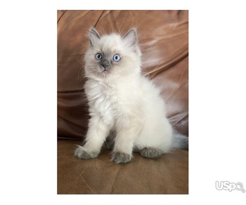 Adorable 10-Week-Old Ragdoll Kitten – Loving & Playful