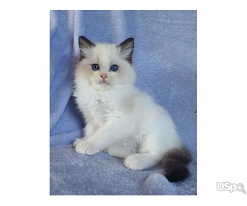 Adorable 10-Week-Old Ragdoll Kitten – Loving & Playful