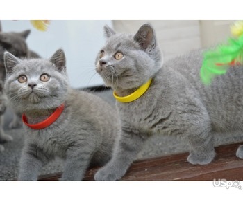 PERFECT BRITISH SHORTHAIR KITTENS