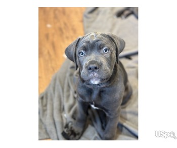 Blue cane corso pups for sale