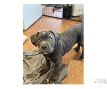 Blue cane corso pups for sale