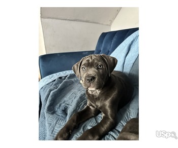 Blue cane corso pups for sale