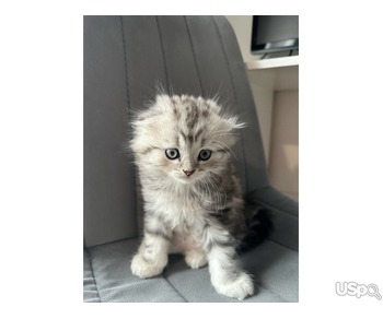 2 grey Scottish Fold Kittens