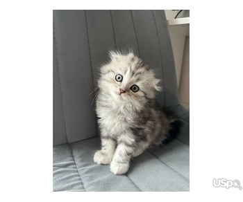 2 grey Scottish Fold Kittens