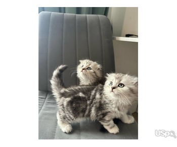 2 grey Scottish Fold Kittens