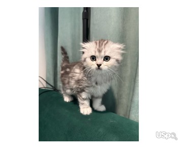 2 grey Scottish Fold Kittens