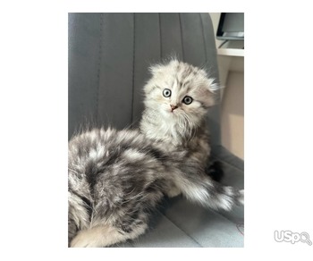 2 grey Scottish Fold Kittens