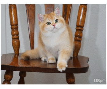 Elite British shorthair boy