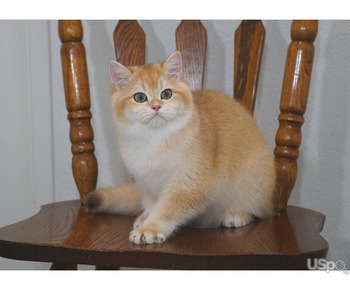 Elite British shorthair boy