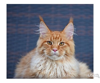 Maine coon male kitten