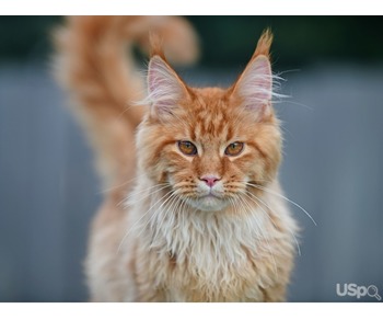 Maine coon male kitten