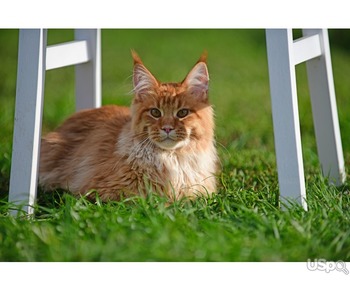 Maine coon male kitten