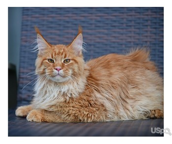 Maine coon male kitten