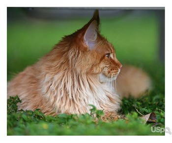 Maine coon male kitten