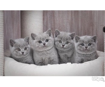 BRITISH SHORTHAIR KITTENS