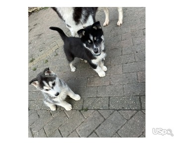 Siberian husky puppies