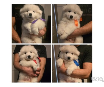 Pure Samoyed Puppies