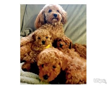 Maltipoo puppies for sale