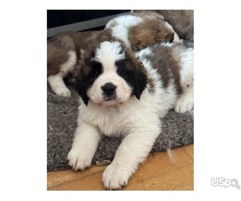 Saint Bernard pups