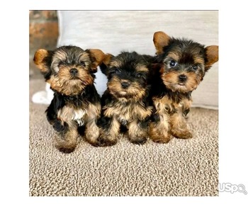 Teacup yorkies available for sale