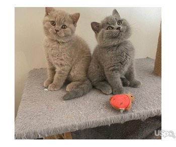 QUALITY RAISED BRITISH SHORTHAIRS