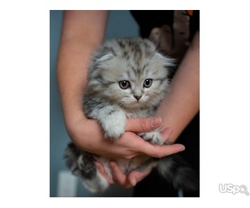 2 grey Scottish Fold Kittens