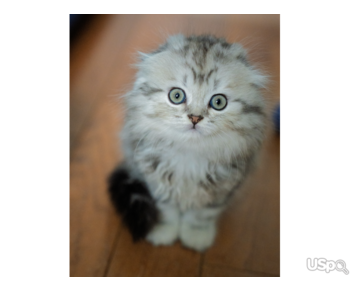 2 grey Scottish Fold Kittens