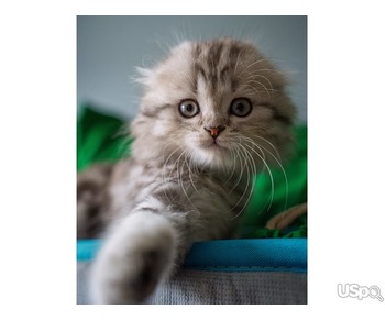 2 grey Scottish Fold Kittens