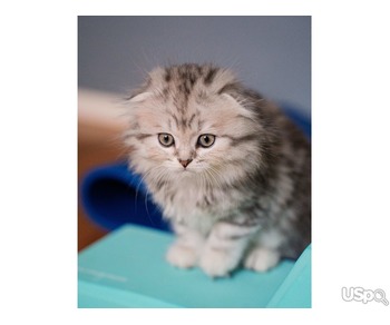 2 grey Scottish Fold Kittens
