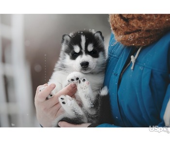 Щенки сибирский хаски\ Siberian husky puppies
