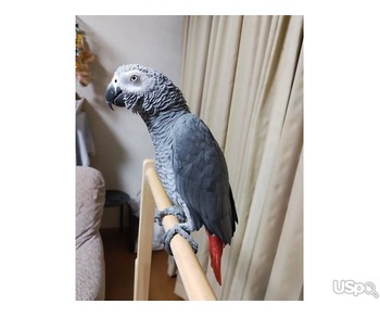 Tame African Grey Parrots For Sale