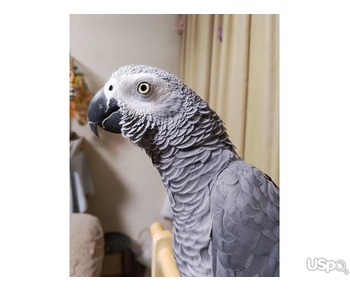 Tame African Grey Parrots For Sale